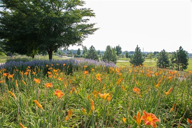 Mary Jo Wegner Arboretum Lillies