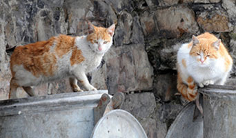 two stray cats