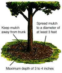 Diagram of proper mulching around trees
