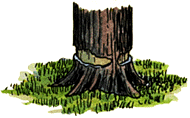 Illustration of bark stripped from tree trunk - girdling