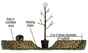 Diagram of how to plant containerized trees