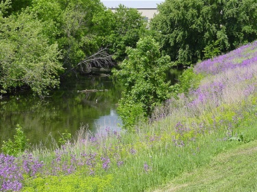Oxbow Park River Bank