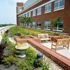 Develop and promote environmentally sustainable building practices including : Green Roofs 